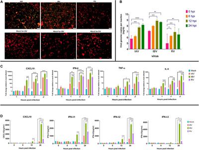 Comparative Transcriptomic Analysis of <mark class="highlighted">Rhinovirus</mark> and Influenza Virus Infection